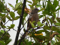 Carpodacus sibiricus