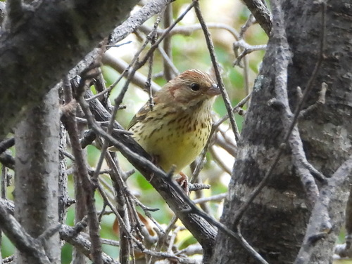 Chestnut Bunting (Emberiza rutila), photo 6