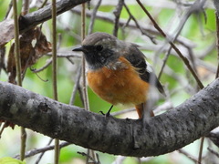 Phoenicurus auroreus