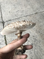 Chlorophyllum