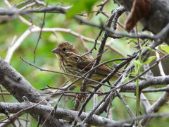 Emberiza rutila