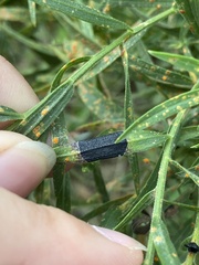 Coleosporium solidaginis