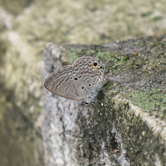 Luthrodes pandava