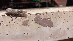 Hypercompe abdominalis