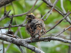 Emberiza elegans