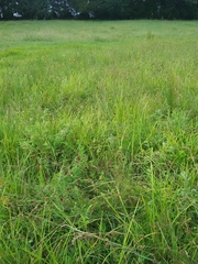 Rhynchospora capitellata