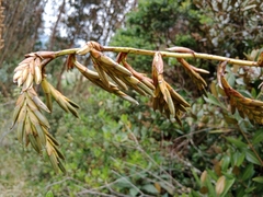Bromeliaceae
