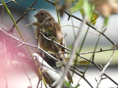 Carpodacus sibiricus