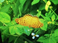 Argynnis hyperbius hyperbius