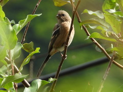 Carpodacus sibiricus