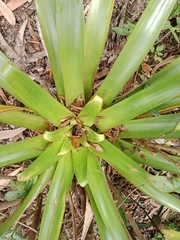 Bromeliaceae