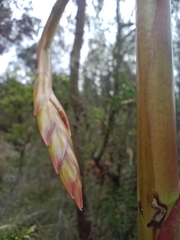 Bromeliaceae