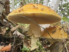 Amanita