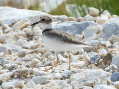 Charadrius placidus