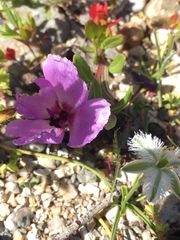 Clarkia tenella