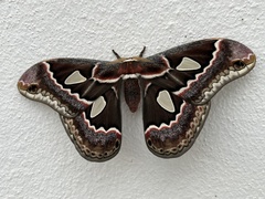 Rothschildia cinctus