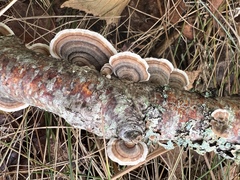 Trametes versicolor image