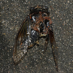 Cryptotympana mandarina