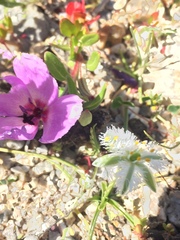 Clarkia tenella