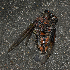 Cryptotympana mandarina