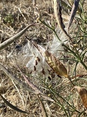 Asclepias fascicularis