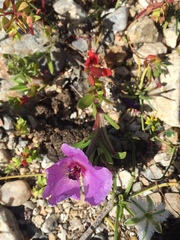 Clarkia tenella