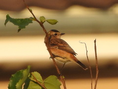 Saxicola stejnegeri