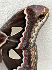 Rothschildia cinctus