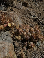 Maihueniopsis ovata