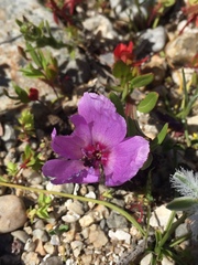 Clarkia tenella