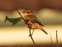 Saxicola stejnegeri