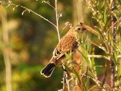 Saxicola stejnegeri