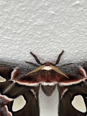Rothschildia cinctus