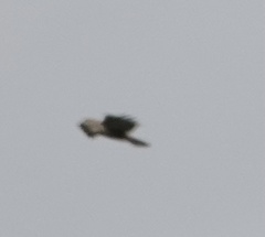 Buteo buteo