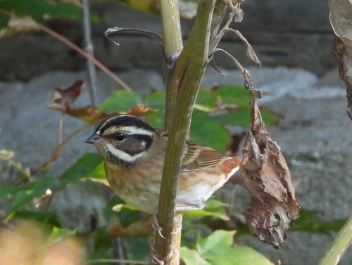 Tristram's Bunting (Emberiza tristrami), photo 8