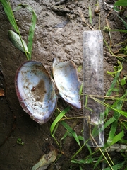 Sinanodonta woodiana