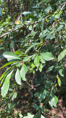 Ilex decidua