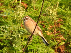 Emberiza cioides