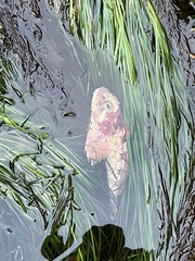 Hemilepidotus hemilepidotus