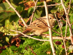 Emberiza cioides