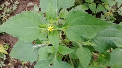 Sigesbeckia jorullensis