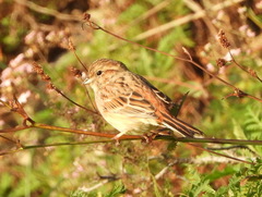 Emberiza cioides