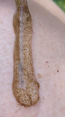 Caudata