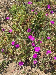 Cistanthe grandiflora