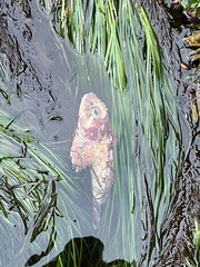 Hemilepidotus hemilepidotus