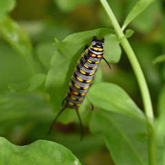Danaus genutia