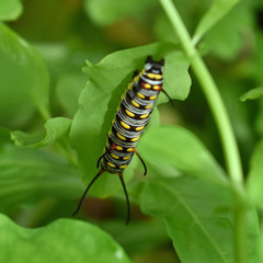Danaus genutia