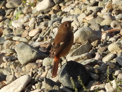 Phoenicurus auroreus