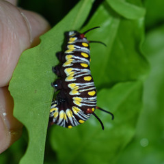 Danaus genutia
