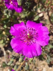 Cistanthe grandiflora